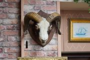 Mounted Rams Head Wall Trophy