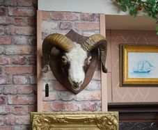 Mounted Rams Head Wall Trophy