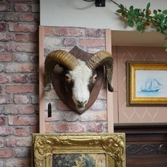Mounted Rams Head Wall Trophy