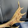 Resin antler lamp Image 2