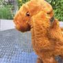 antique toy stuffed dog.  made in ireland Image 3