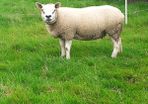 Ewes, Ewe Lambs, and Ram Lambs Texel sheep (PBR).