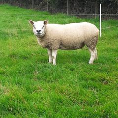 Ewes, Ewe Lambs, and Ram Lambs Texel sheep (PBR).