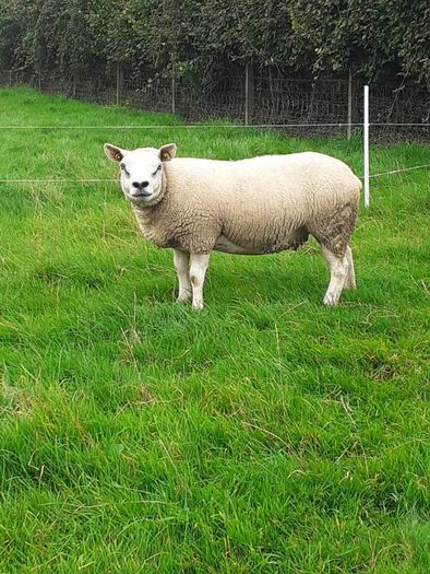 Ewes (4) , Ewe Lambs (6) Ram Lambs (6) PBR Texel .