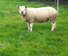 Ewes (2) PBR Texel .