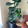 fig leaf plant Image 3