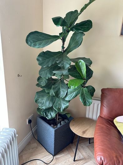 fig leaf plant