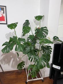Large Mature Monstera Deliciosa + Pot & Moss Pole