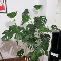 Large Mature Monstera Deliciosa + Pot & Moss Pole