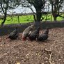 hatching eggs Image 4