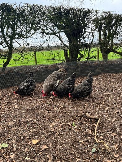hatching eggs