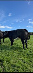 Incalf heifers