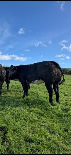 Incalf heifers