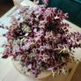 Crassula marginalis rubra variegata - House Plant Image 4