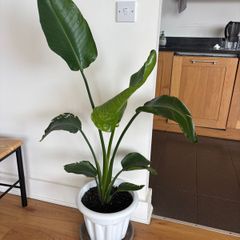 Bird of Paradise Plants x3: 2 Large, 1 Small