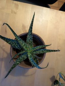 plant