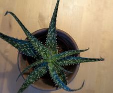 plant