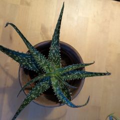 plant