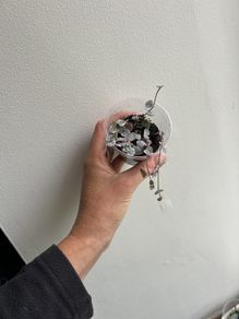 Variegated String of hearts