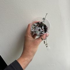 Variegated String of hearts