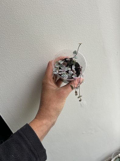 Variegated String of hearts