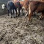Cattle Image 9