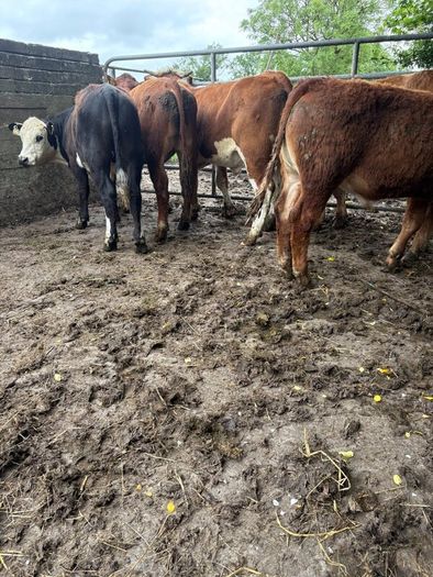 Cattle