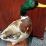 Taxidermy Mallard Duck Image 2