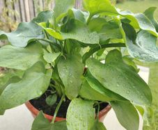 Plant