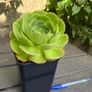 Aeonium Blushing Beauty Image 2
