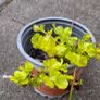 Creeping jenny Image 2