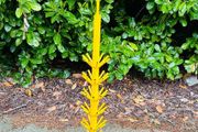 Shop Retail Display Stand Flags - Lollipops - Flowers