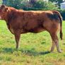 15 exceptional breeding heifers Tullamore mart 3rd Image 7