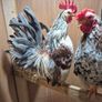 Serama Roosters Image 3