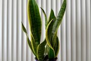 Sansevieria