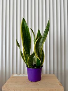 Sansevieria