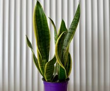 Sansevieria