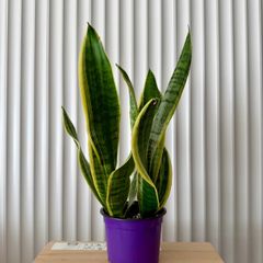 Sansevieria