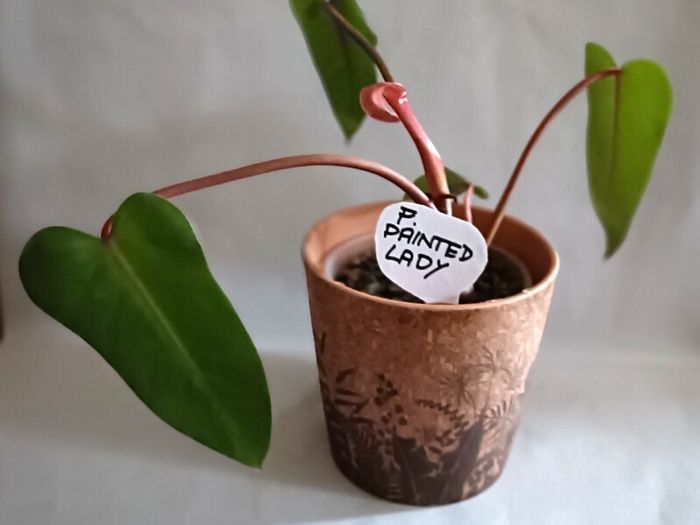 Philodendron Painted Lady