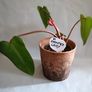 Philodendron Painted Lady - updated photos Image 2