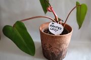 Philodendron Painted Lady