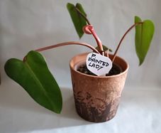 Philodendron Painted Lady
