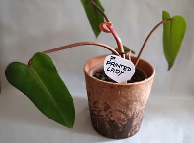 Philodendron Painted Lady