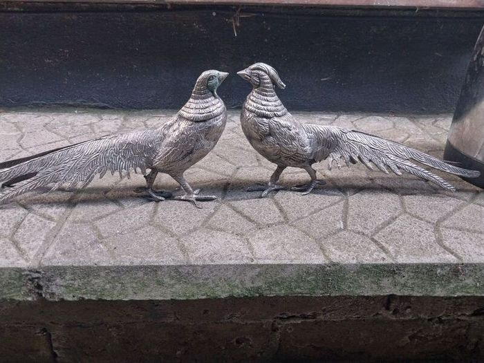 Pair of Pheasants
