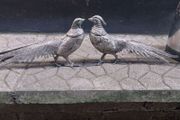 Pair of Pheasants