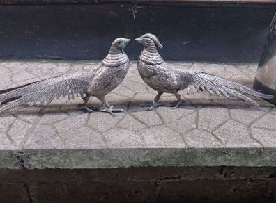 Pair of Pheasants