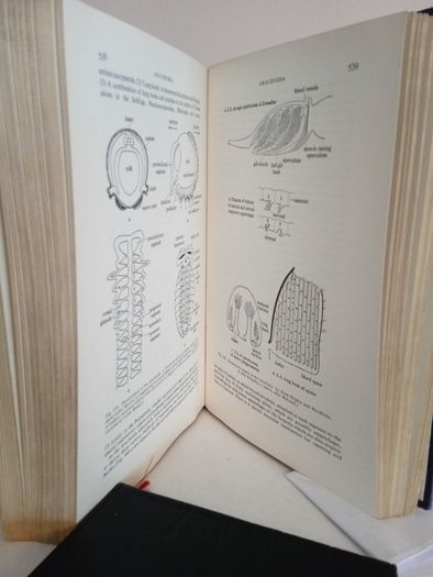 The Invertebrata: A Manual for the Use of Students by the Late L. A. Borradaile and F. A. Potts (RB246)
