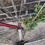 Vintage race bike Koga Miyata frame size 51 cm Image 8