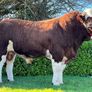Simmental Bulls Image 5