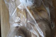 GOSH! Lion softie 30cm